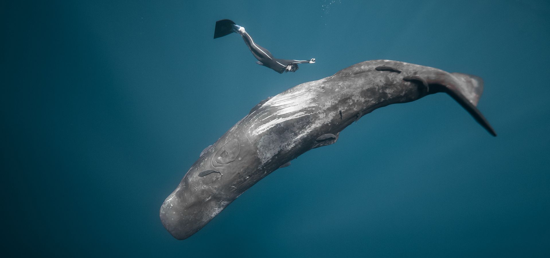 A person scuba-dives with a large wale