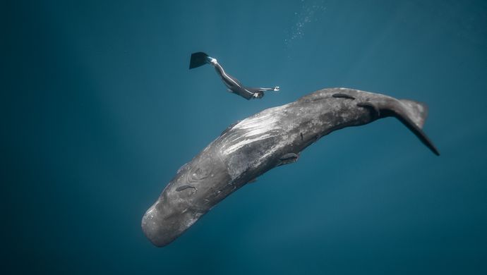 A person scuba-dives with a large wale